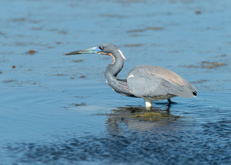 great blue heron in water