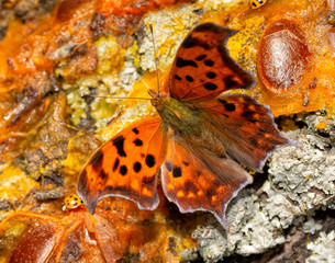 Dorsal view of a Polygonia interrogationis, Question mark butterfly, feeding on fermented fruit on a Persimmon tree trunk