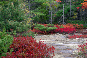 Obraz premium Acadia National Park, ME, USA. 