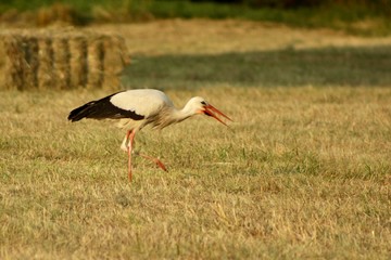 Fototapeta premium stork in the field, summer evening sunset