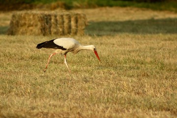 stork in the field, summer evening sunset
