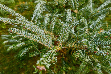 Twisted needles on a silver branch of Silverwack Abies koreana. Close-up of a twig with twisted white needles on one side and green on the other side. Nature for design