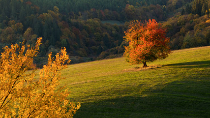 Obraz premium Fall in Slovakia. Meadows and fields landscape with cherry tree near Banska Bystrica. Autumn color trees at sunset.