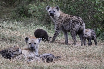 Hyena and pups