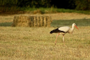 stork in the field, summer evening sunset
