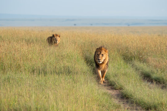 Two Lions Walking Through The Savannah