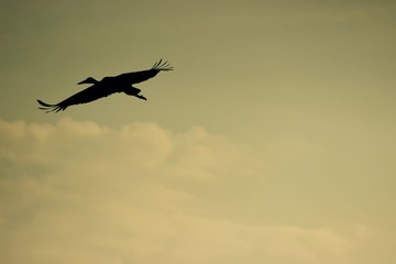 stork in flight
