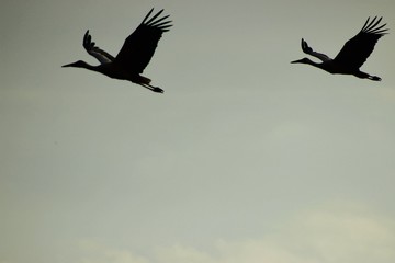 silhouette of storks on blue sky