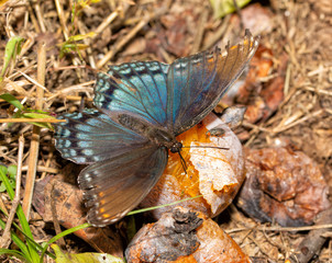 Red-spotted Purple butterfly feeding juices and nitrogen off of a fermenting Persimmon fruit