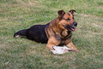 dog hunted goat,a big dog sits on the grass and the head of a goat lies