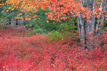 Acadia National Park, ME, USA. 