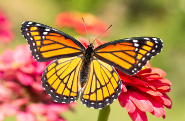 Gorgeous Viceroy butterfly resting on a Zinnia flower with wings wide open, shortly after eclosing from chrysalis
