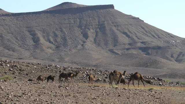 Herd of dromedary camels in the sahara desert at Nkob, Morocco