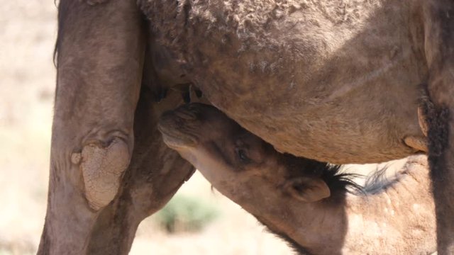 Dromedary camel feeding his young in the sahara desert around Nkob, Morocco