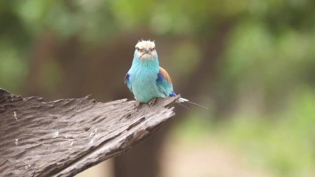 Lilac-breasted roller on a tree in The Gambia, Africa