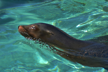 Obraz premium Seelöwe