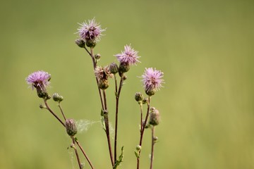 thistle in the field