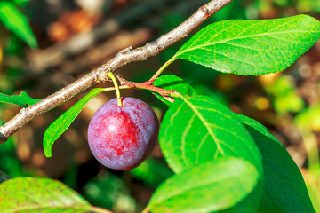 Plum on the branch. Natural juicy eco- plums on a branch.