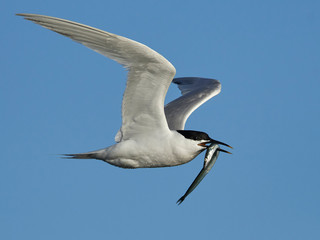 Sandwich tern (Thalasseus sandvicensis)