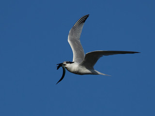 Sandwich tern (Thalasseus sandvicensis)