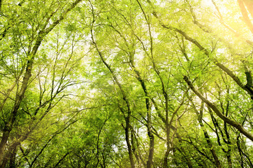 Natural green leaf with sunshine background