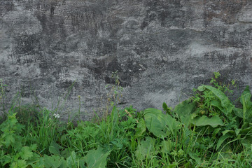 surface of an old wall with cement plaster grunge background texture green grass