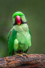 Alexandrine parakeet  (Psittacula eupatria) looking in camera 