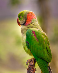 Profile view of an alexandrine parakeet  (Psittacula eupatria).