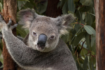 Fototapeta na wymiar Headshot of a cute Australian koala bear looking in camera, Queensland, Australia.