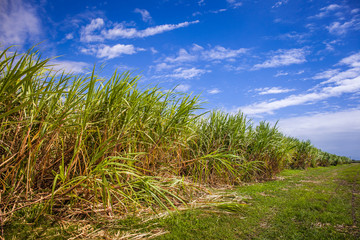 Field of sugar cane against blue sky, Queensland, Australia