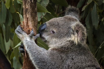 Close-up of an Australian koala bear, Queensland, Australia.