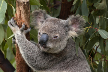 Fototapeta premium Close-up of an Australian koala bear, Queensland, Australia.