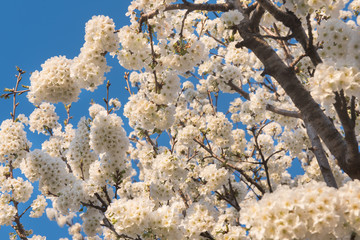 Fototapeta premium Flowers on the blue sky, selective focus