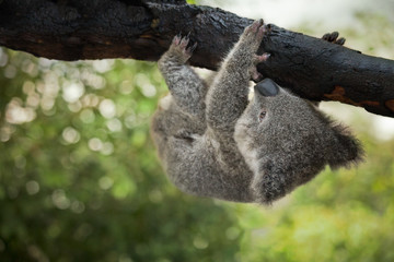 A cute baby koala bear hanging from a tree, Queensland, Australia. © Maurizio De Mattei