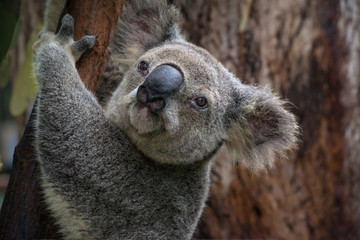 Headshot of an Australian koala bear looking in camera, Queensland, Australia.