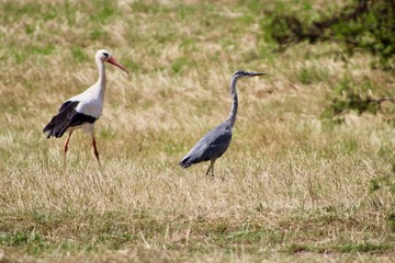 Stork and blue Heron in habitat