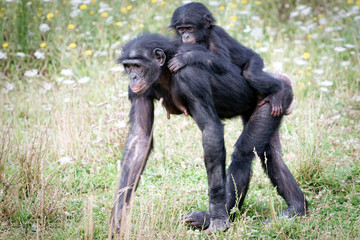 Femelle bonobo avec son petit