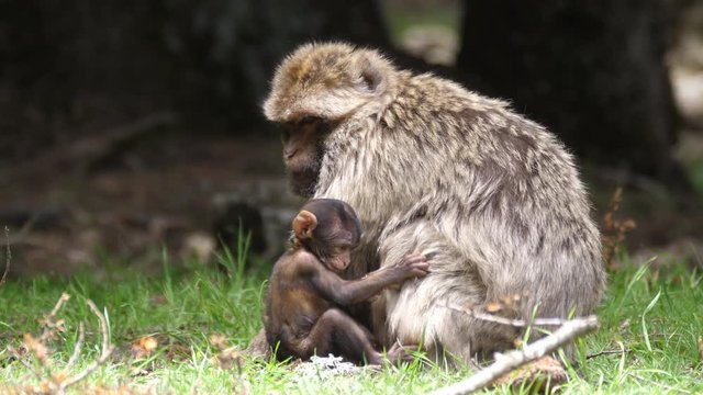 Barbary ape with his young at C&radic;&reg;dre Gouraud Forest in the Middle Atlas Mountain Range of Morocco