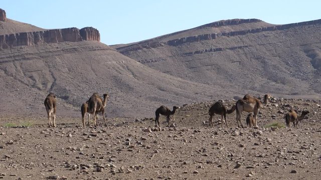 Herd of dromedary camels in the sahara desert at Nkob, Morocco