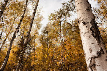 Birch grove in October