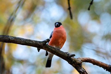 Eurasian bullfinch male sitting on branch of tree. Cute bright red colorful songbird. Bird in wildlife.