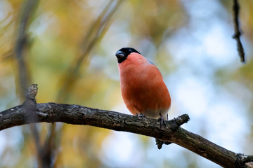 Eurasian bullfinch male sitting on branch of tree. Cute bright red colorful songbird. Bird in wildlife.