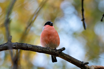 Eurasian bullfinch male sitting on branch of tree. Cute bright red colorful songbird. Bird in wildlife.