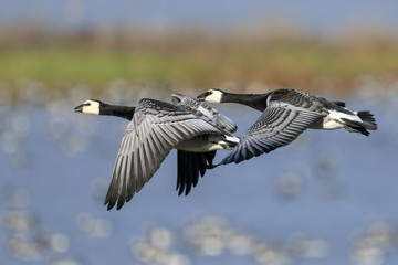 barnacle goose