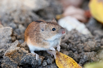 Naklejka na ściany i meble Striped field mouse sitiing on ground. Cute little animal in wildlife.