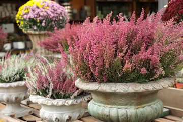 Pink Erica gracilis flowering plant family Ericaceae in the beautiful ceramic flowers pot at the garden shop. - obrazy, fototapety, plakaty