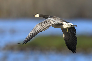 barnacle goose