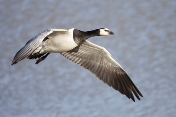 barnacle goose