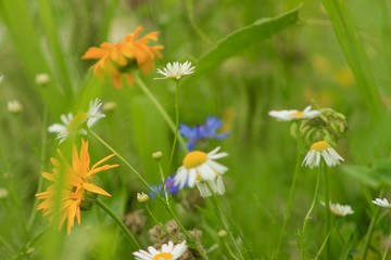 wild flowers in the grass