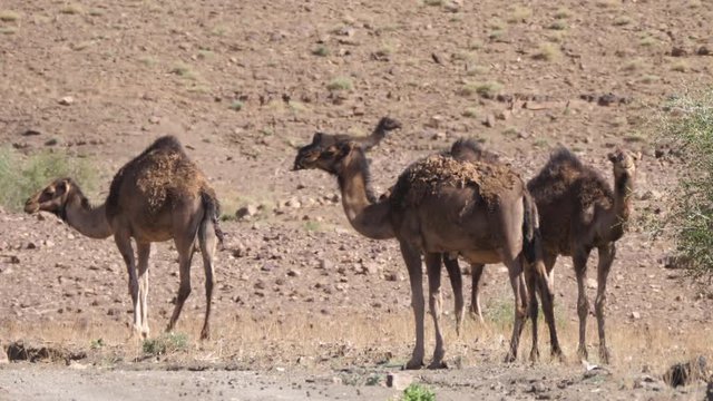 Herd of dromedary camels around Nkob, Morocco